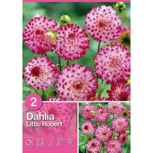 Dalia rosa 'Little Robert' per aiuole e vasi. Fioritura estiva, non resistente al freddo.