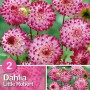 Dalia rosa 'Little Robert' per aiuole e vasi. Fioritura estiva, non resistente al freddo.