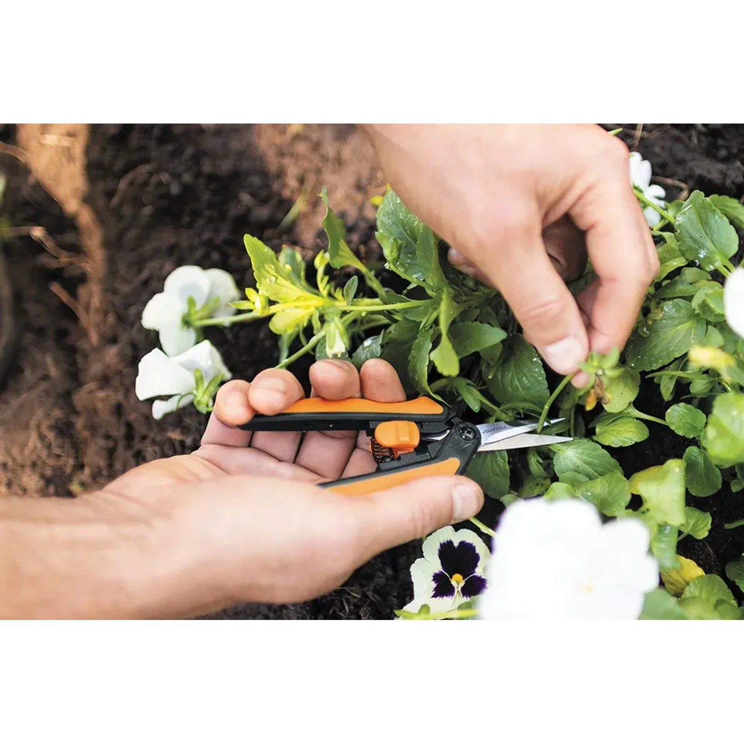 Forbici da giardino Fiskars Microtip SP130 in uso per potare fiori.