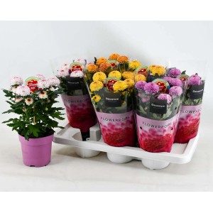 Chrysant Flowerpops Abbey Mix Vaso 14 cm