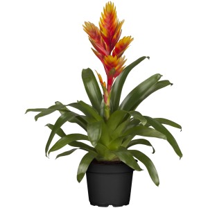 GROW by OBI Vriesea Intenso Orange in vaso, una pianta fiorita esotica con brattee giallo-arancio.