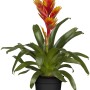 GROW by OBI Vriesea Intenso Orange in vaso, una pianta fiorita esotica con brattee giallo-arancio.