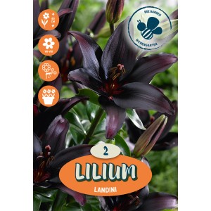 Gigli Landini rosso scuro, fiori estivi per aiuole e vasi.