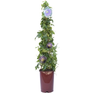Passiflora in vaso con supporto per rampicanti, foglie verdi e fiori viola.