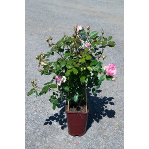 Rosa rampicante in vaso con fiori rosa e bianchi e foglie verdi.