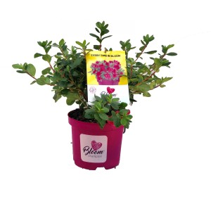 Azalea in vaso rosa con foglie verdi e fiori su un'etichetta.