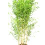 Bambù verde in vaso, ideale per giardino e terrazza.
