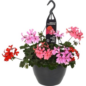 Cesto sospeso di gerani tricolore, pianta pensile in vaso per balcone e patio con fiori rosa, rosa e rossi.