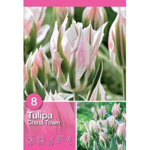 Tulipano Viridiflora 'China Town' con fiori bianco-rosa e accenti verdi.