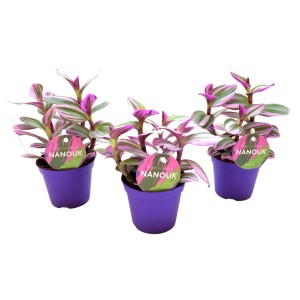 Tre piante di Tradescantia Nanouk in vasi viola. Piante da interno con foglie a strisce rosa e verdi.