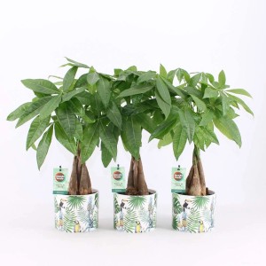 Tre t.b.t. Pachira in vaso con motivo tropicale. Piante da interno per la casa.