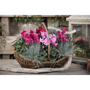 Ciclamino rosa "Midi" in cesto, vaso circa 10,5 cm, pianta d'appartamento decorativa.