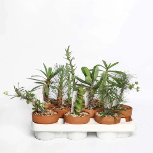Euphorbia piante grasse da collezione vaso terracotta Ø 10,5 cm
