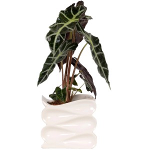 Pianta verde in vaso di ceramica bianca (vaso Ø 12cm), diverse varietà disponibili.