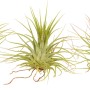 Tre Tillandsia Ionantha verdi, una bromelia decorativa e di facile manutenzione.