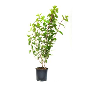 Giovane ortensia paniculata (Ortensia paniculata) in vaso con foglie verdi.