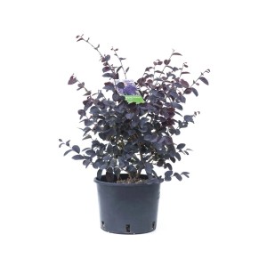 Arbusto t.b.t. in vaso con foglie scure. Arbusto ornamentale per giardino e balcone.