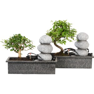 Disposizione a cascata con Easycare Bonsai in ciotola da interno piantata.
