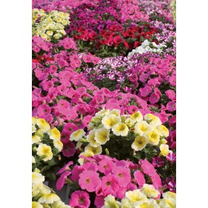 Piante primaverili fiorite (t.b.t.) in vari colori.