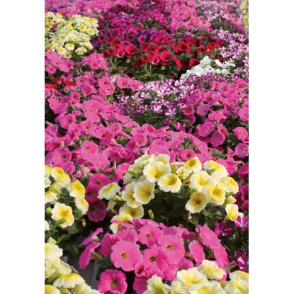 Fiore Tagete vaso 10 cm