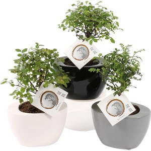 Disposizione bonsai in vasi di ceramica (bianco, grigio, nero), vaso Ø ca. 9 cm.