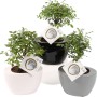 Disposizione bonsai in vasi di ceramica (bianco, grigio, nero), vaso Ø ca. 9 cm.