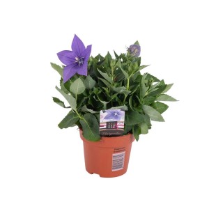 Fiore a palloncino (t.b.t.) in vaso. Fiore blu, foglie verdi. Perenne decorativa e resistente per aiuole e vasi.