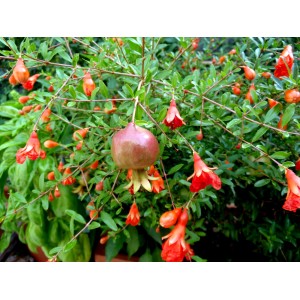 Albero di melograno con frutto e fiori rossi. Altri alberi da frutto da OBI.