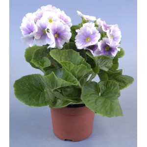 Primula obconica Touch me Mix in vaso, fiori lilla-bianchi con foglie verdi.