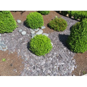 Giardino con pietre naturali t.b.t. e cespugli verdi.