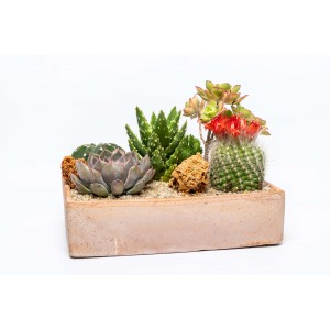 Vari cactus e piante grasse in una fioriera rettangolare.