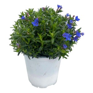 t.b.t. Altre piante tappezzanti in vaso con fiori blu.