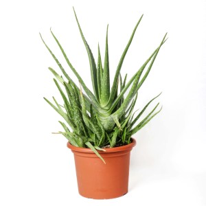 Aloe vera Piante grasse vaso Ø 25 cm