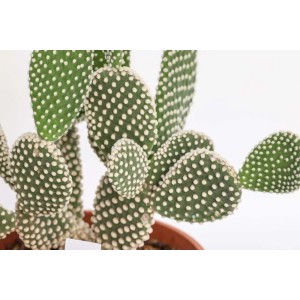 Cactus fico d'India (Opuntia) verde con puntini bianchi in vaso.