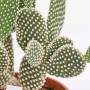 Cactus fico d'India (Opuntia) verde con puntini bianchi in vaso.