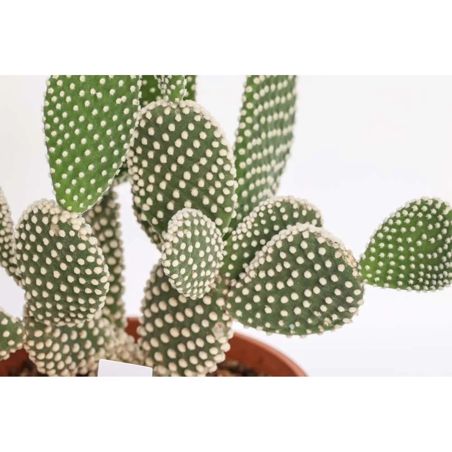 Cactus fico d'India (Opuntia) verde con puntini bianchi in vaso.