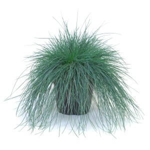 t.b.t. Erba ornamentale in vaso, steli grigio-bluastri. Pianta verde decorativa per interni ed esterni.