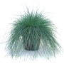 t.b.t. Erba ornamentale in vaso, steli grigio-bluastri. Pianta verde decorativa per interni ed esterni.