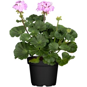 Geranio eretto (Pelargonium Zonale) in vaso, fiori rosa e foglie verdi.