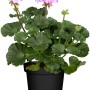 Geranio eretto (Pelargonium Zonale) in vaso, fiori rosa e foglie verdi.