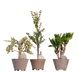 Alberello pianta grassa Bonsai vaso Ø 14 cm