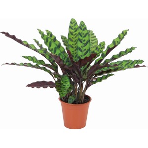 Calathea lancifolia in vaso, pianta d'appartamento verde con motivo fogliare sorprendente.