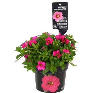 Callie Rose Calibrachoa in vaso, fiori rosa brillante, ideale per balcone e terrazza.