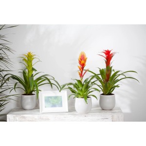 Tre piante fiorite Vriesea Intenso (gialla, arancione, rossa) in vaso, categoria: Altre piante fiorite.