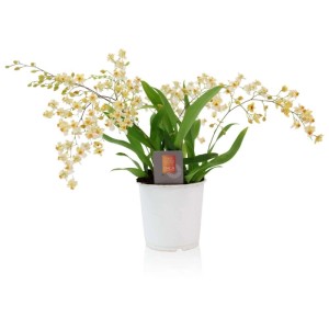Oncidium Twinkle Vaso 9 cm