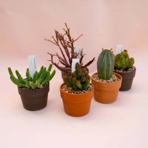 Vari cactus t.b.t. in vaso.