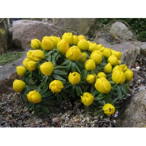 Pianta perenne gialla t.b.t. in un'aiuola. Pianta fiorita e resistente.