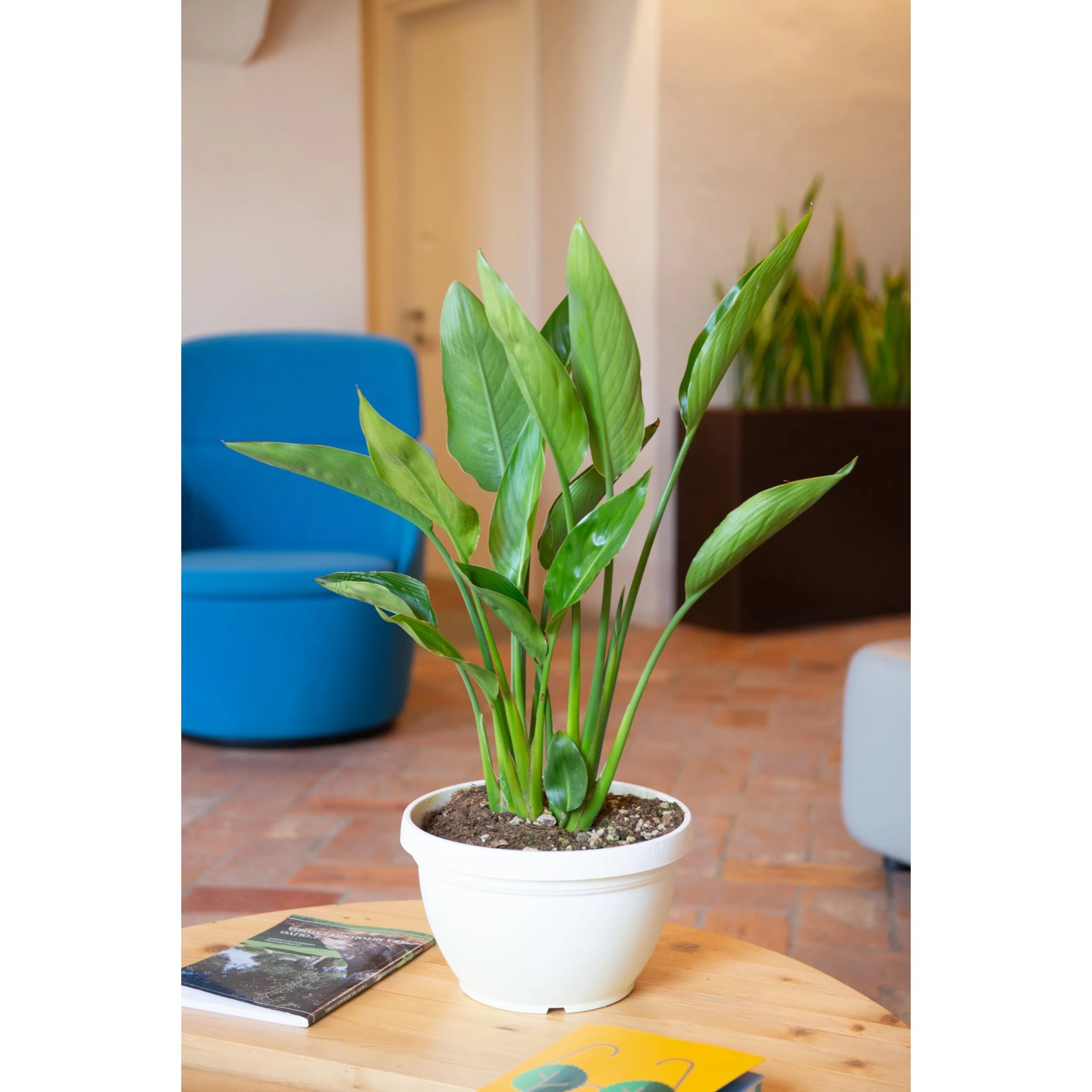 Strelitzia reginae acquista da OBI