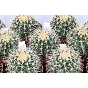 Primo piano di diversi cactus Echinacea in vaso.