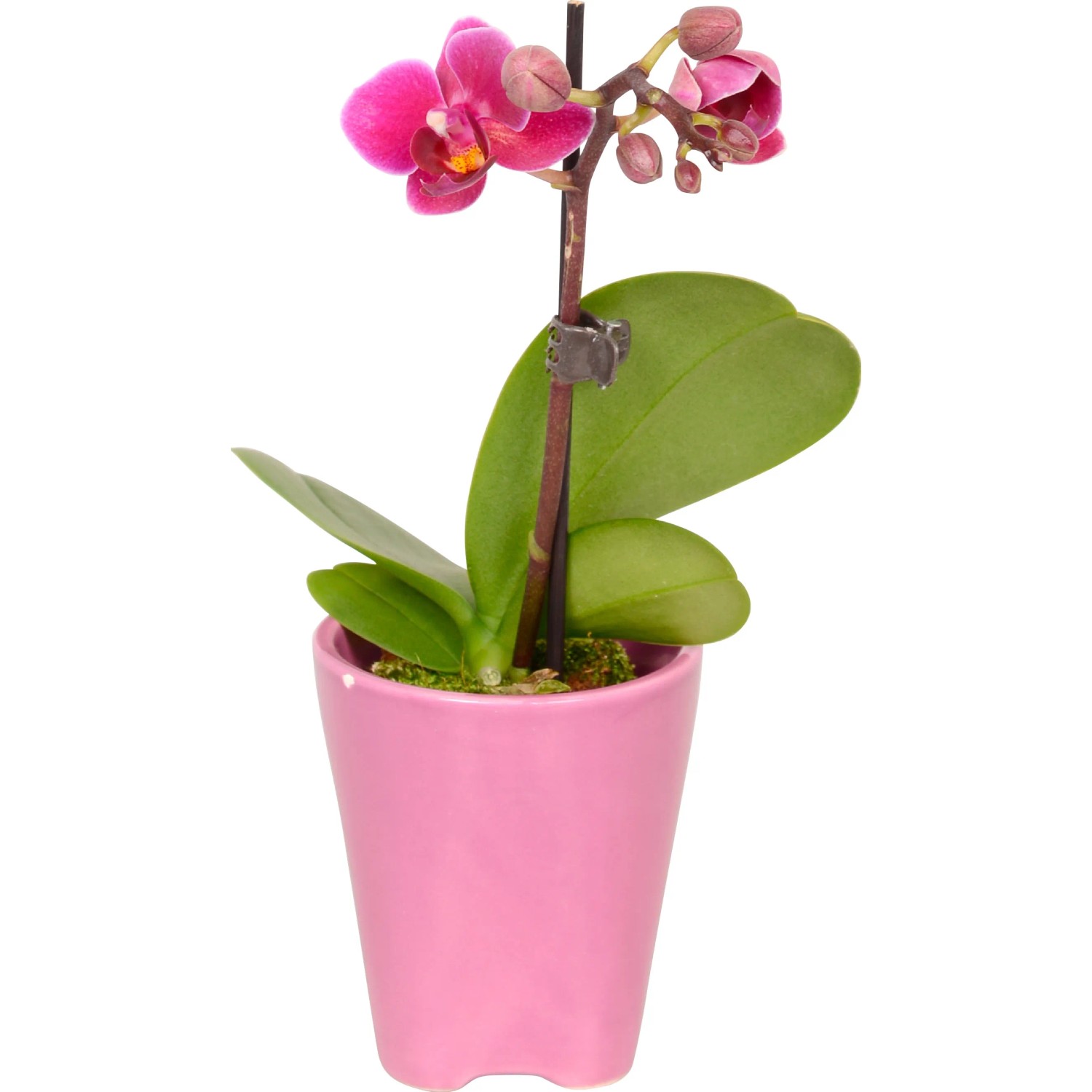 Colibrì Orchidee Viola Phalaenopsis Orchidea Morelia